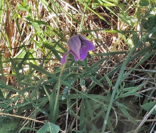 Campanella ? Anemone coronaria